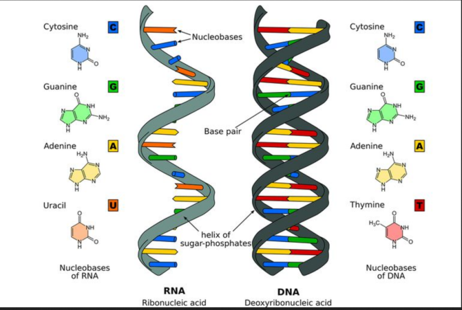 Screenshot-2017-10-29 DNA-RNA-58dacf2e5f9b584683a1c375 jpg (JPEG Image, 768 × 512 pixels)